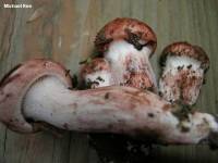 Hygrophorus purpurascens image