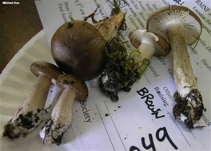 Hygrophorus pustulatus image