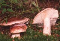 Hygrophorus russula image