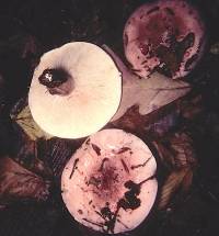 Hygrophorus russula image