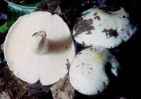 Hygrophorus sordidus image