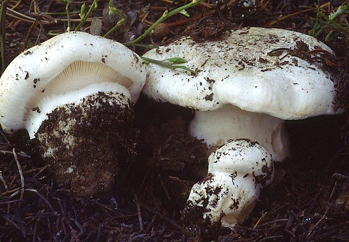 Hygrophorus subalpinus image