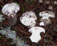 Hygrophorus subalpinus image