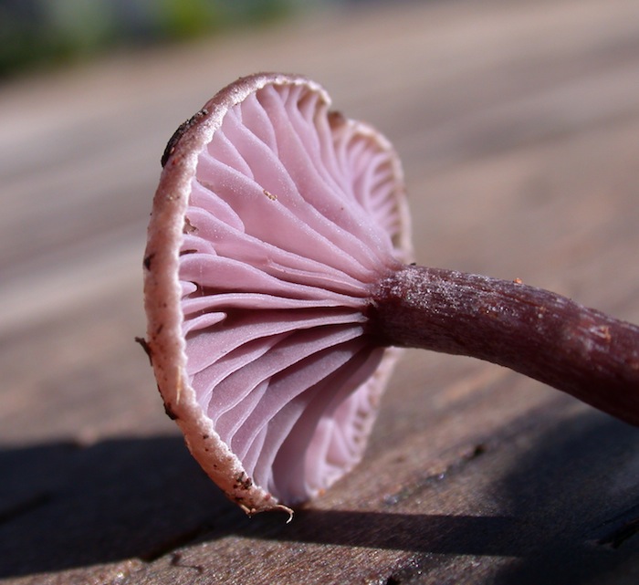 Neohygrophorus angelesianus image