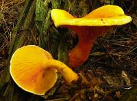 Hygrophoropsis aurantiaca image