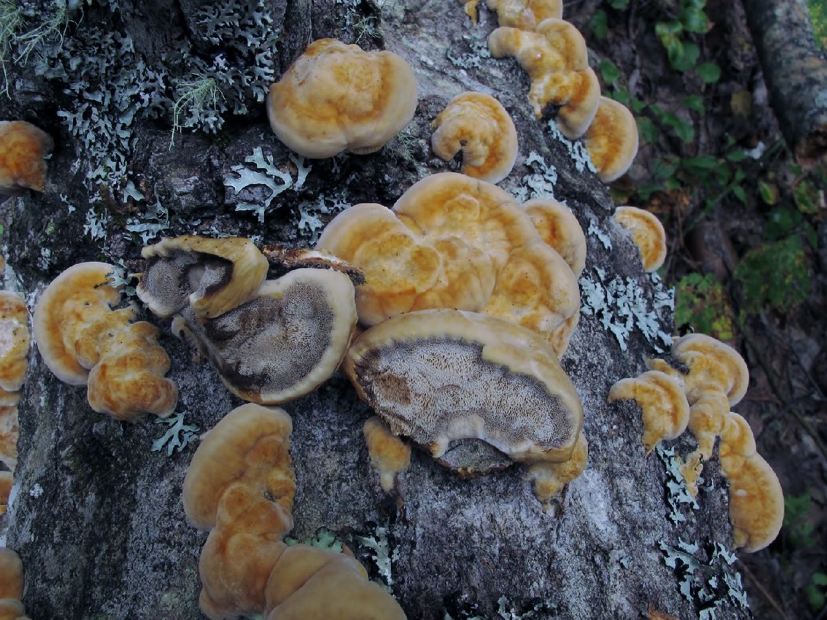 Mensularia radiata image