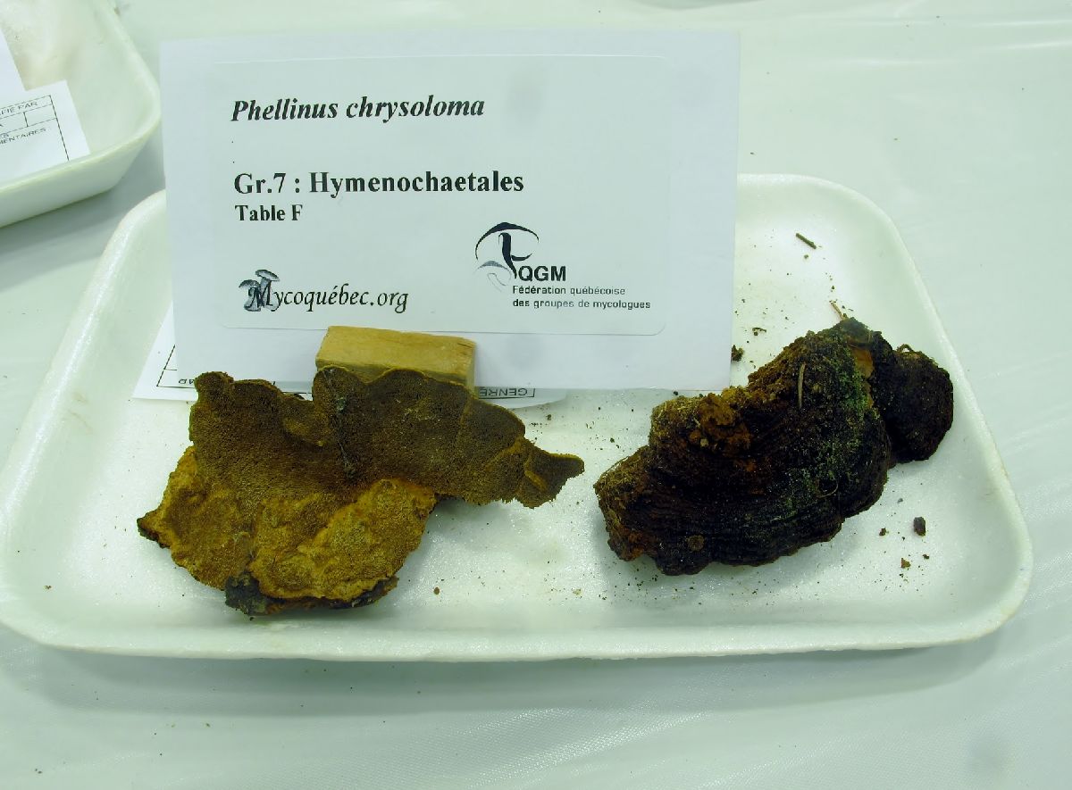 Phellinus chrysoloma image