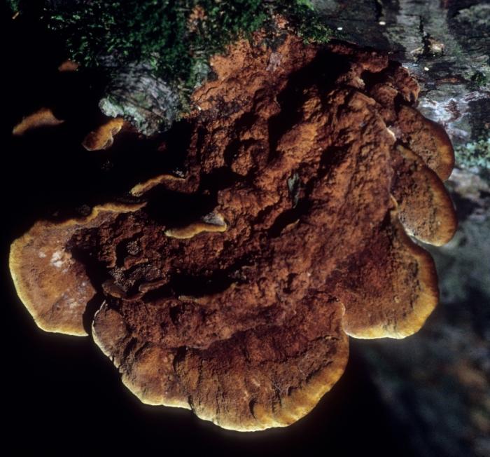 Phellinus gilvus image