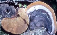 Phellinus igniarius image