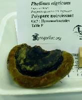 Image of Phellinus nigricans