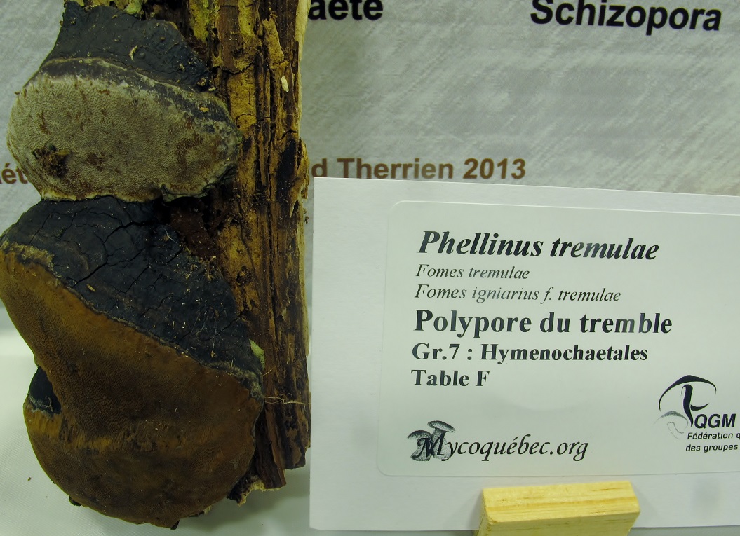 Phellinus image