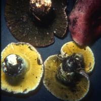 Hypomyces luteovirens image