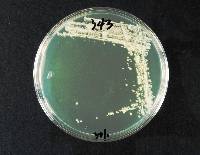 Saccharomyces cerevisiae image