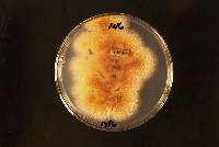 Image of Talaromyces spectabilis