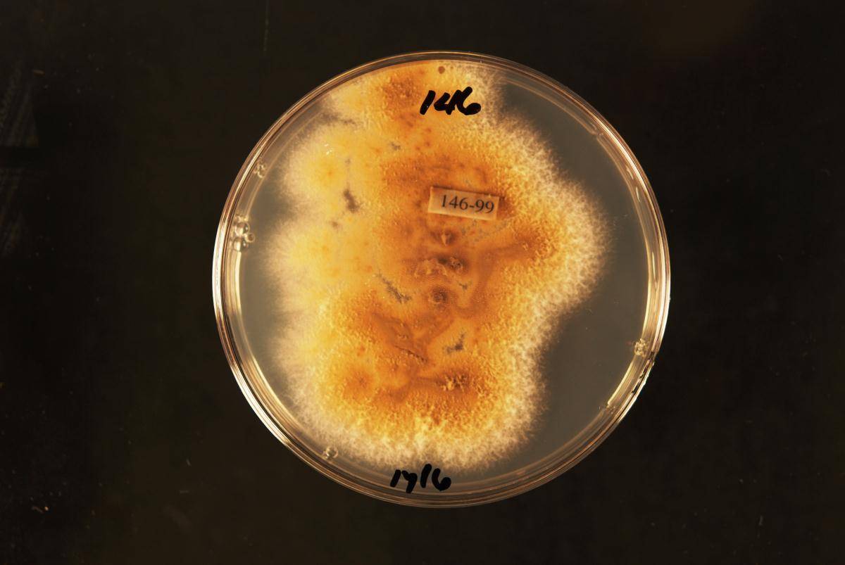 Talaromyces spectabilis image