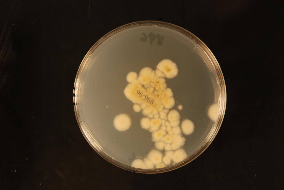 Aspergillus wentii image