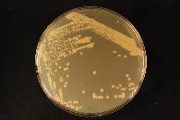 Saccharomyces cerevisiae image