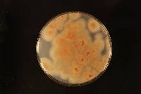 Penicillium purpurogenum image