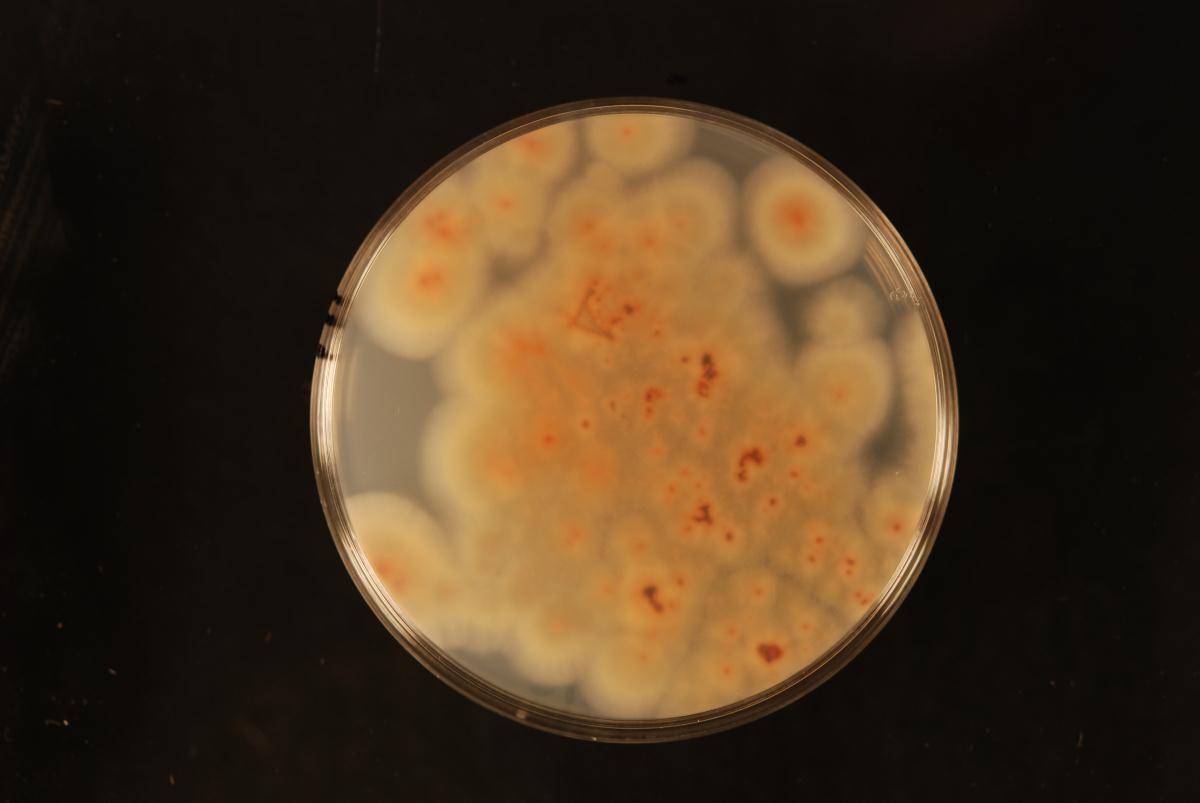 Penicillium purpurogenum image