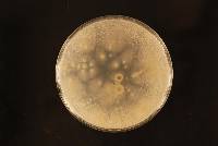 Penicillium rubens image