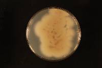 Talaromyces spectabilis image