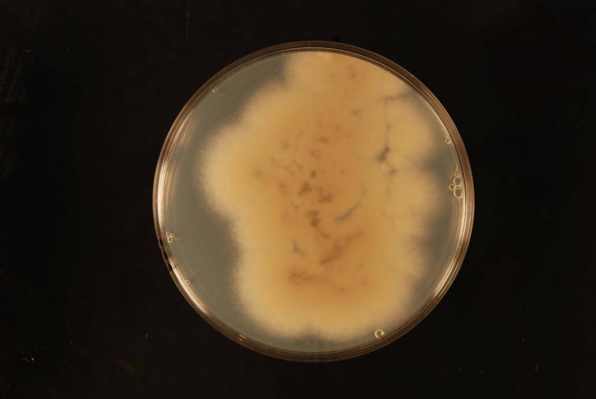 Talaromyces spectabilis image
