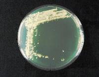 Saccharomyces cerevisiae image