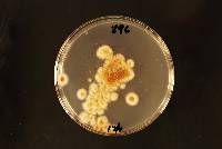 Aspergillus wentii image