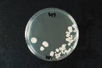 Saccharomyces cerevisiae image