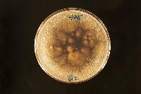 Penicillium rubens image