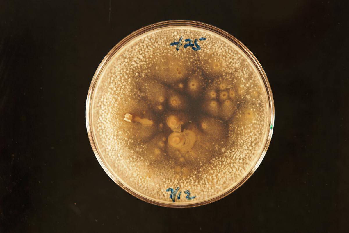 Penicillium rubens image