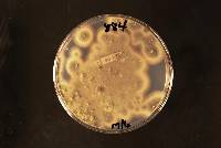 Penicillium purpurogenum image