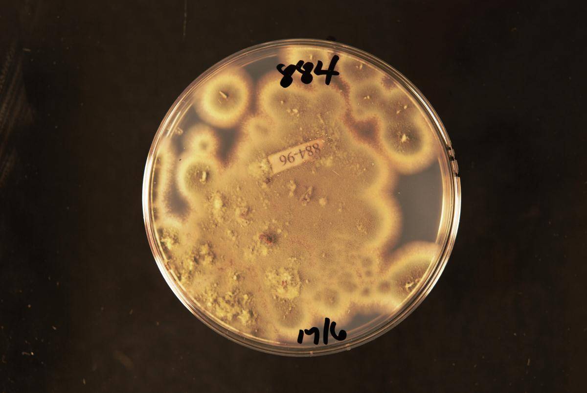 Penicillium purpurogenum image