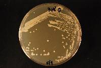 Saccharomyces cerevisiae image