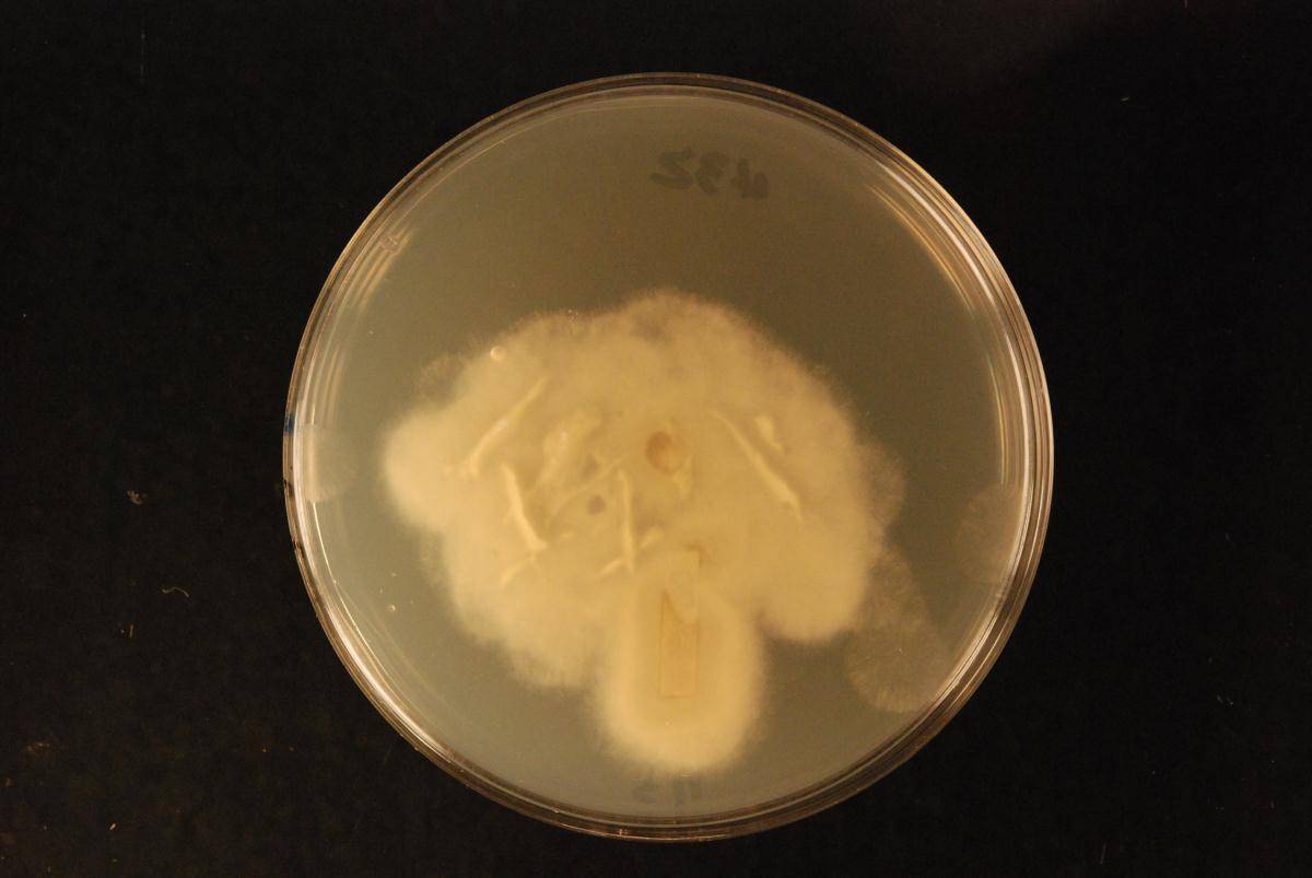 Syncephalastrum image