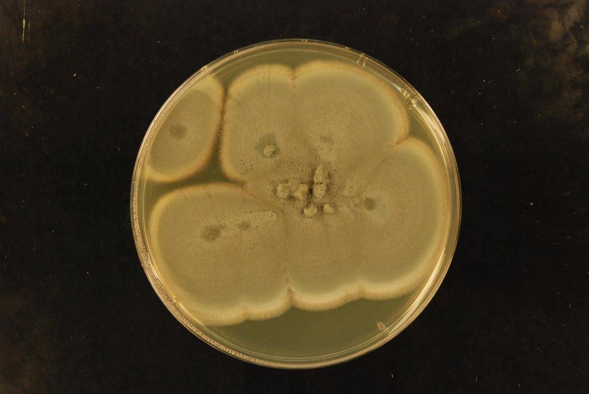 Penicillium glabrum image