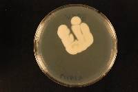 Aspergillus tritici image