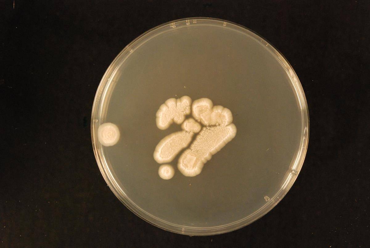 Aspergillus subalbidus image
