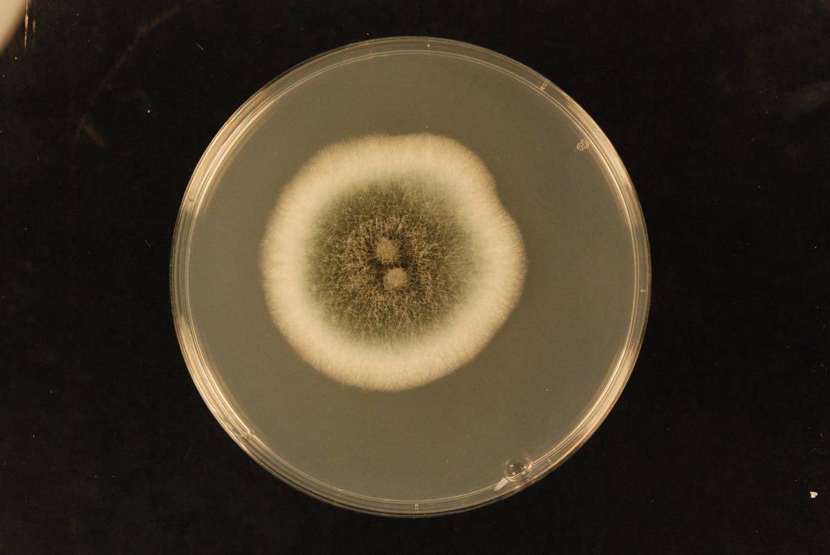 Aspergillus fumigatus image