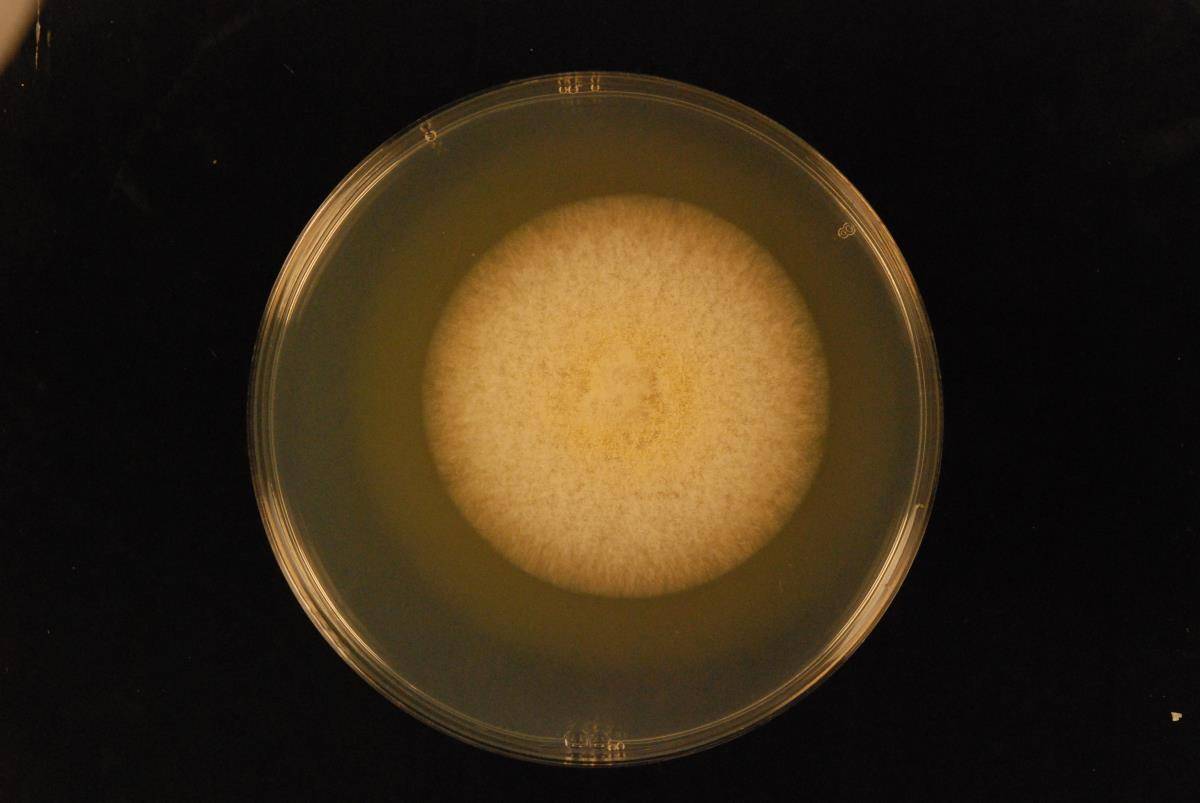 Aspergillus sclerotiorum image