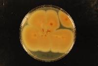 Penicillium glabrum image