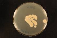 Aspergillus subalbidus image