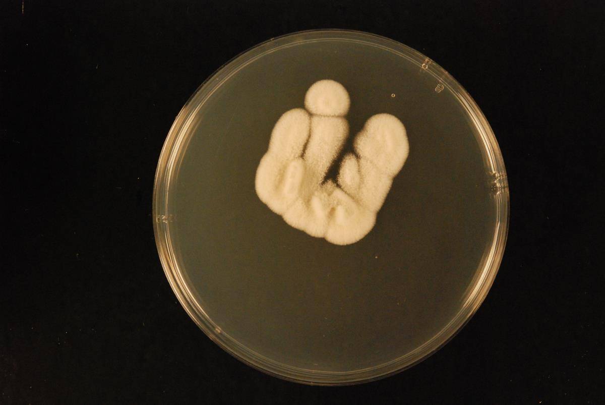Aspergillus tritici image