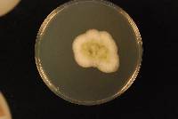 Aspergillus flavus image