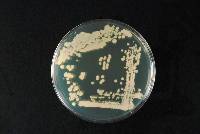 Saccharomyces cerevisiae image