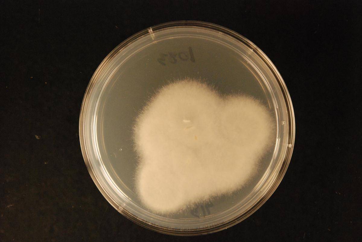 Cunninghamella image