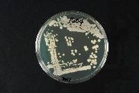 Saccharomyces cerevisiae image