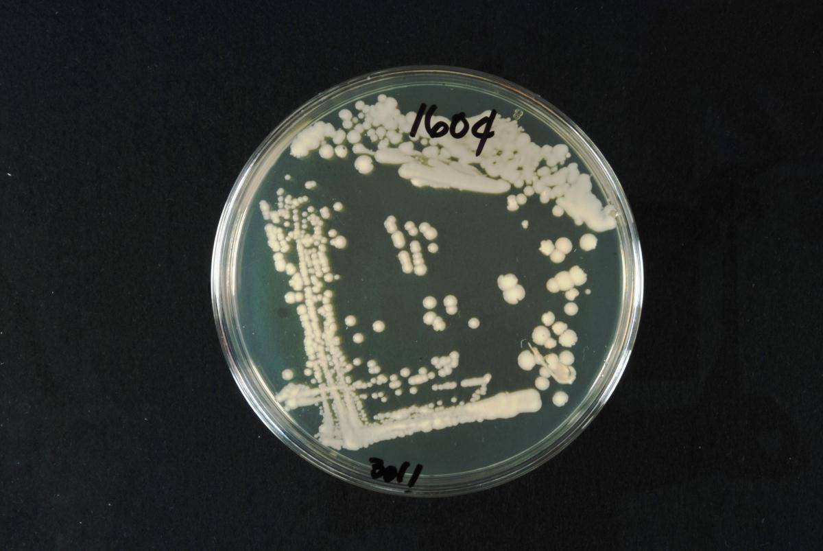 Saccharomyces cerevisiae image