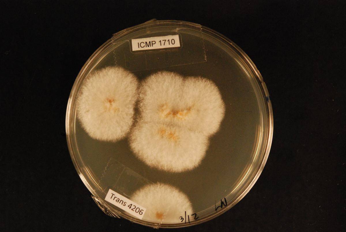 Bionectria kowhai image