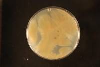 Penicillium rubens image